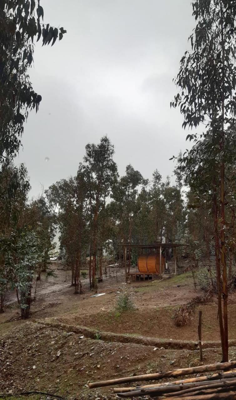 Don Domingo Curico