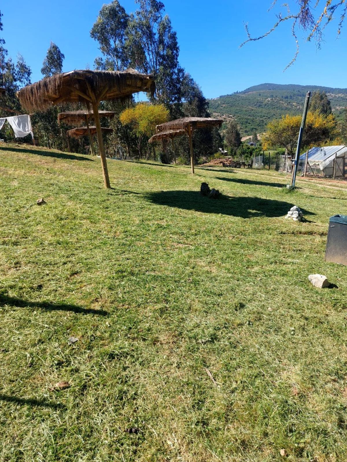 Don Domingo Curico