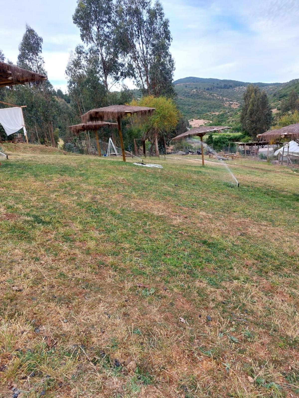 Don Domingo * Curico